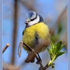 Blaumeise auf frischen Blatt-Trieben