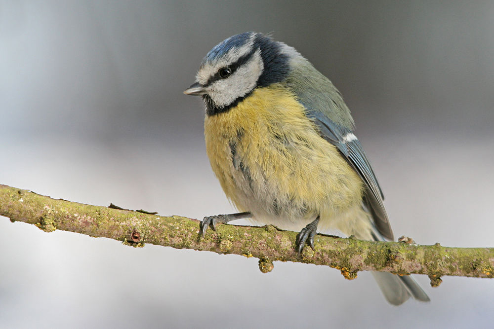 Blaumeise auf Futterast