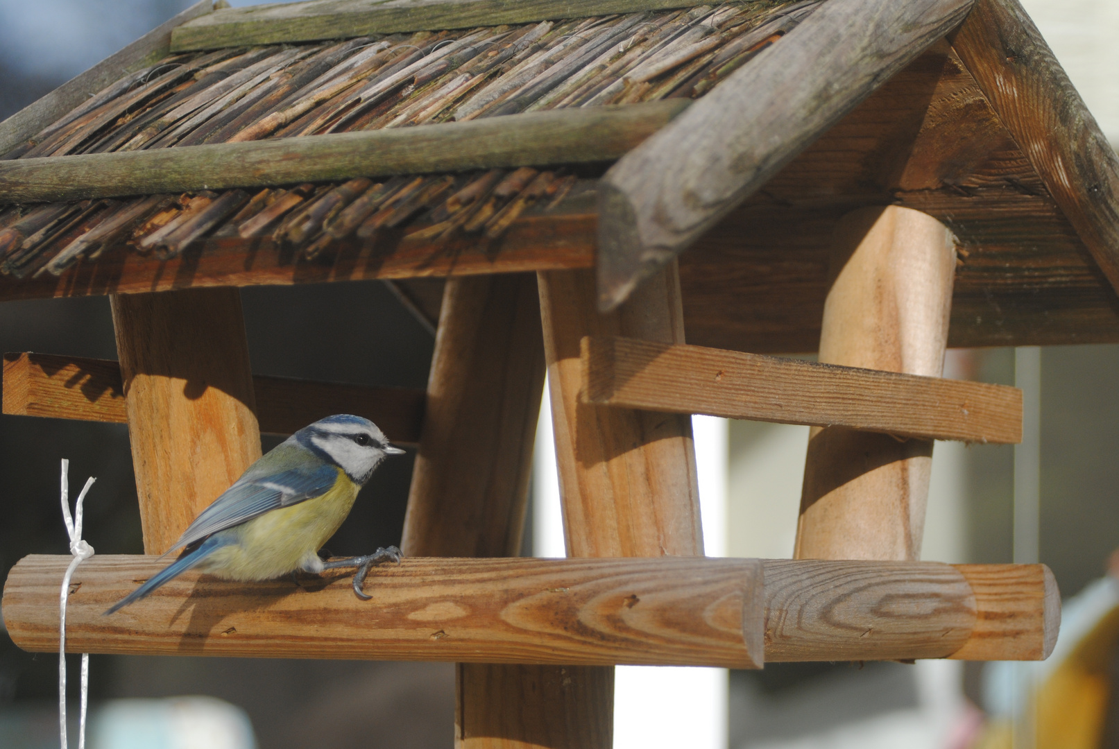 Blaumeise auf Futtersafari