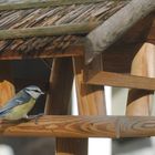 Blaumeise auf Futtersafari