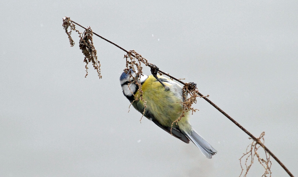 Blaumeise auf Futtersuche