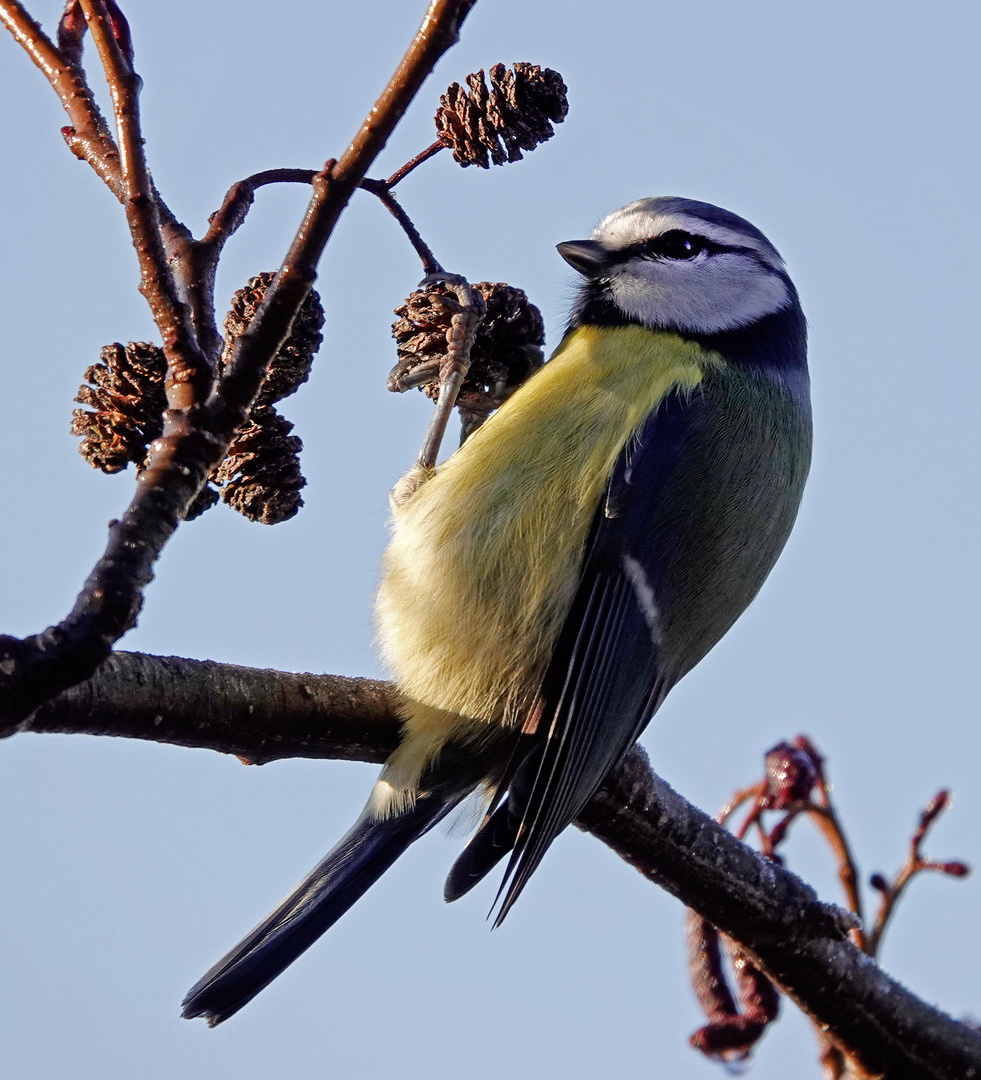 Blaumeise auf Futtersuche