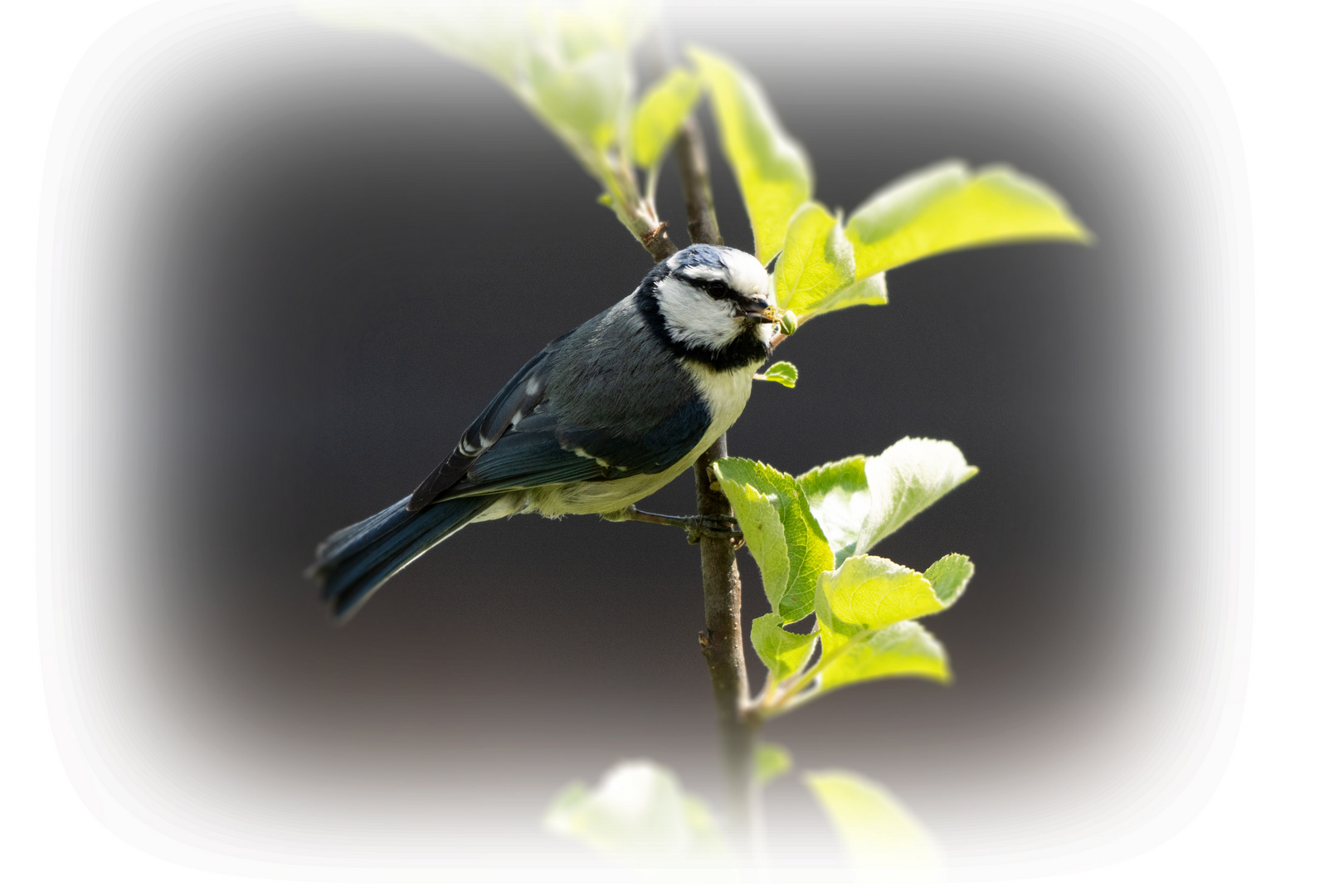 Blaumeise auf Futtersuche