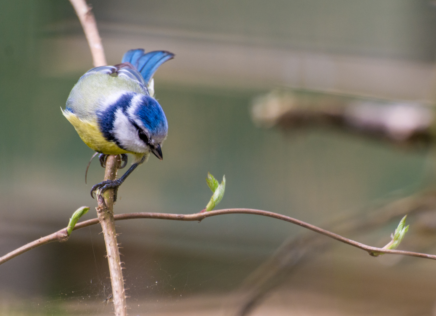 Blaumeise auf Futtersuche