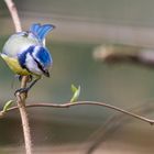 Blaumeise auf Futtersuche