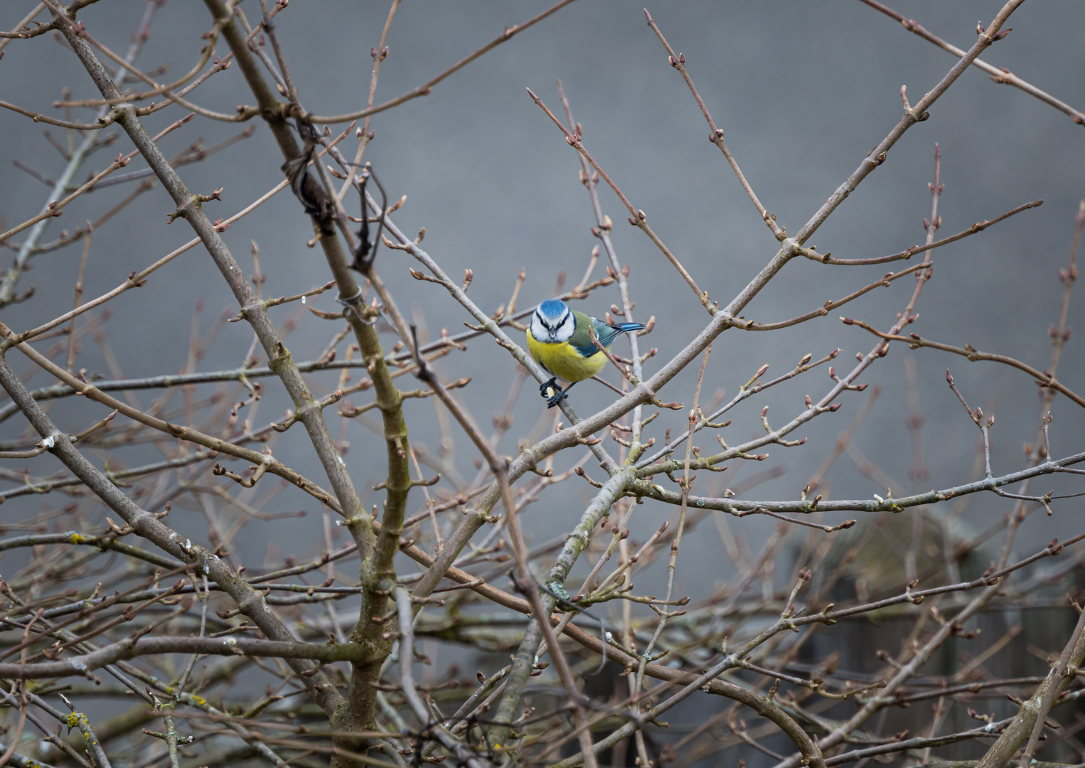 Blaumeise auf hält Ausschau