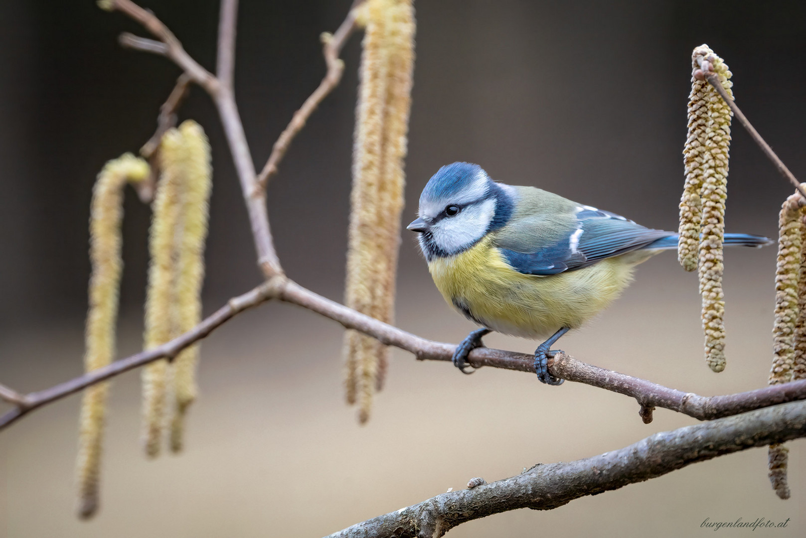 Blaumeise auf Haselnußstrauch