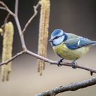 Blaumeise auf Haselnußstrauch