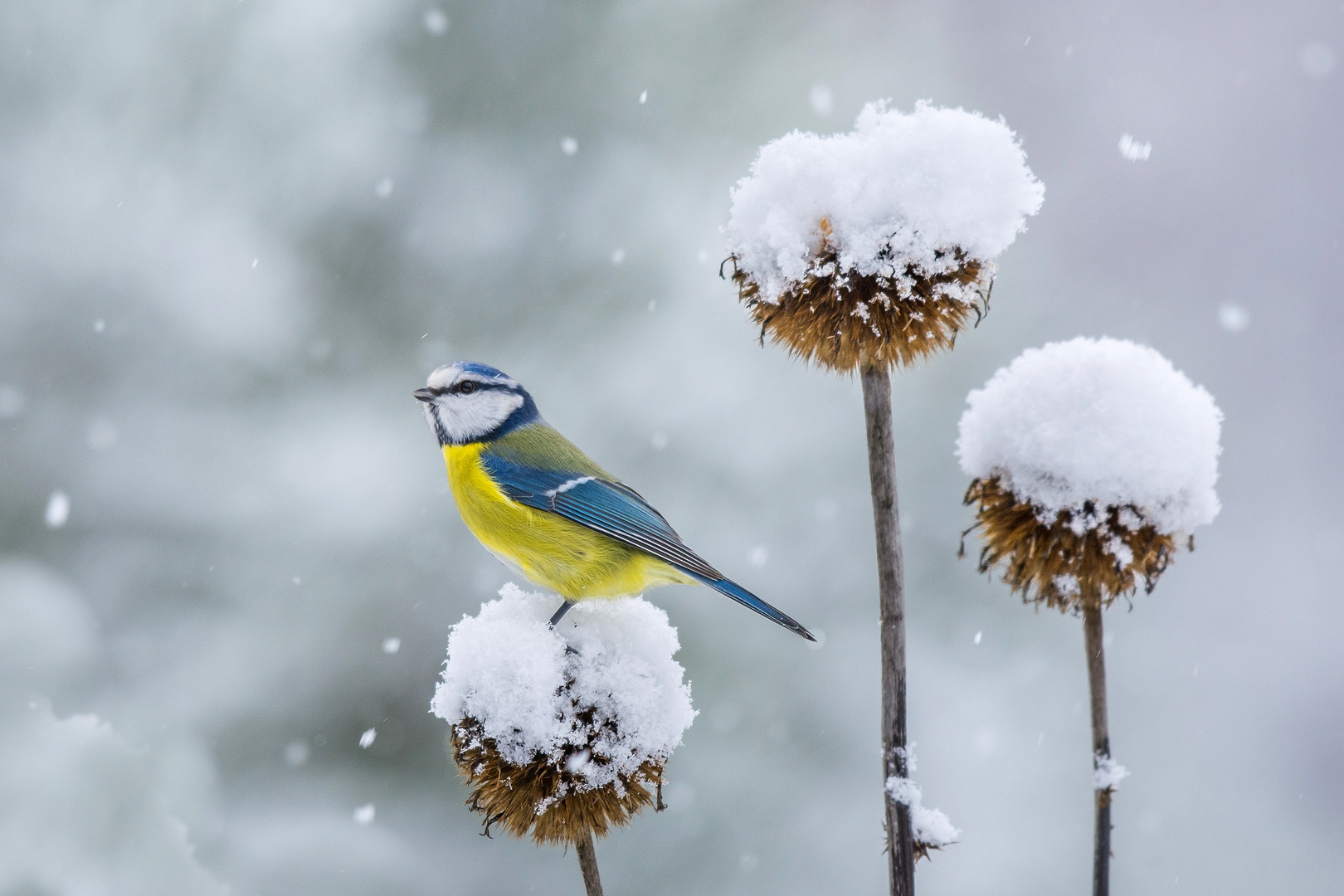 Blaumeise auf Kugeldistel