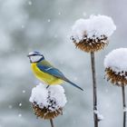 Blaumeise auf Kugeldistel