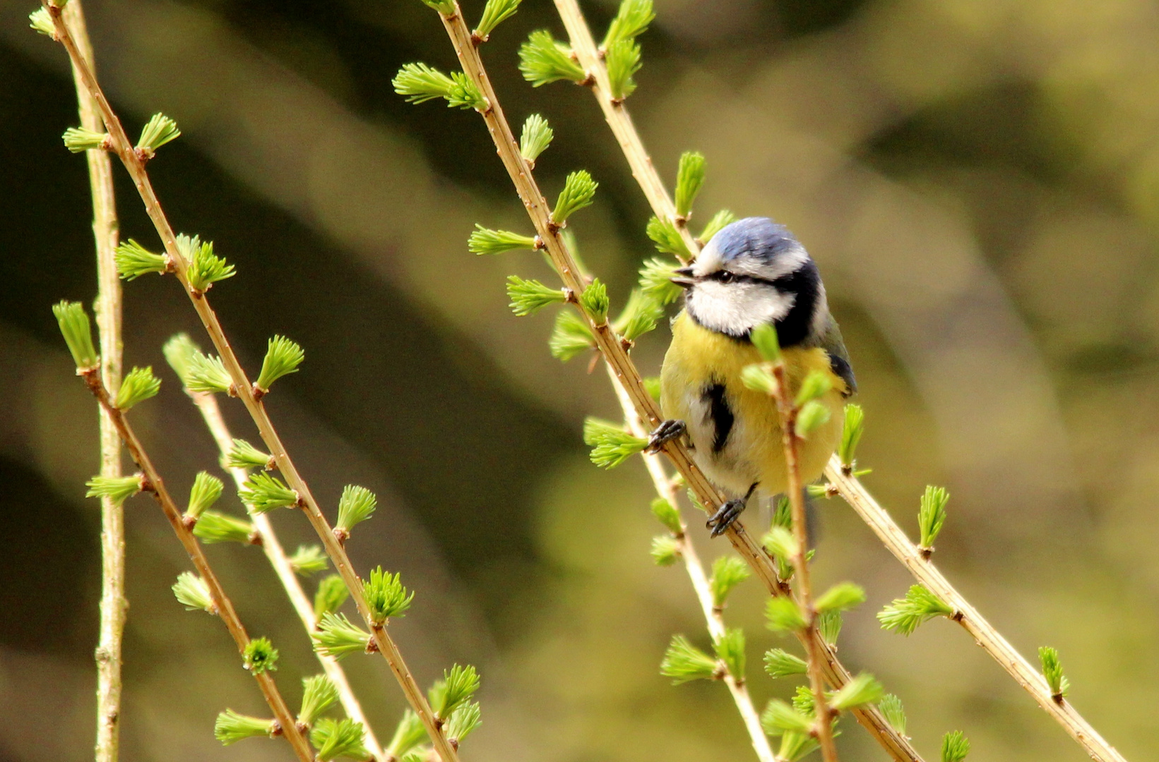 Blaumeise auf Lärchenzweig