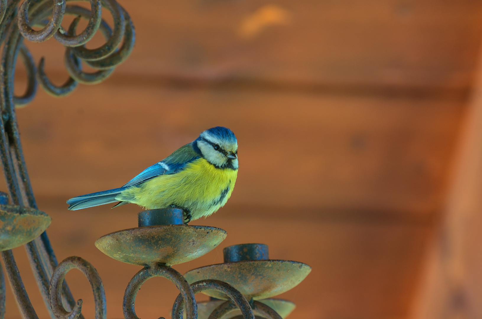 Blaumeise auf Leuchter