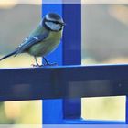 Blaumeise auf meinem Balkon