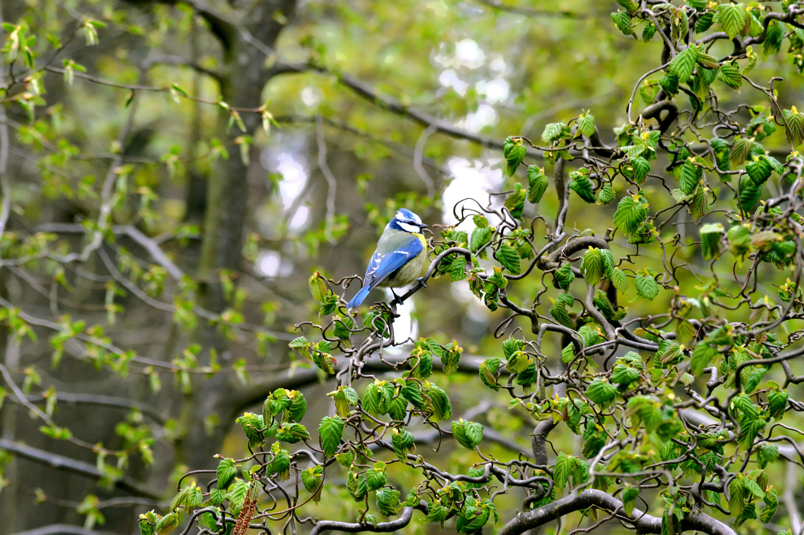 Blaumeise auf Obstbaum 