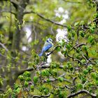 Blaumeise auf Obstbaum 