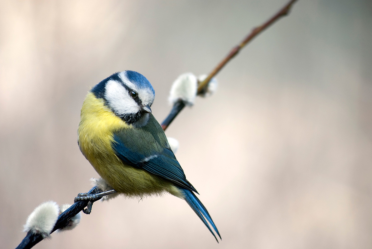 blaumeise auf palmkätzchen