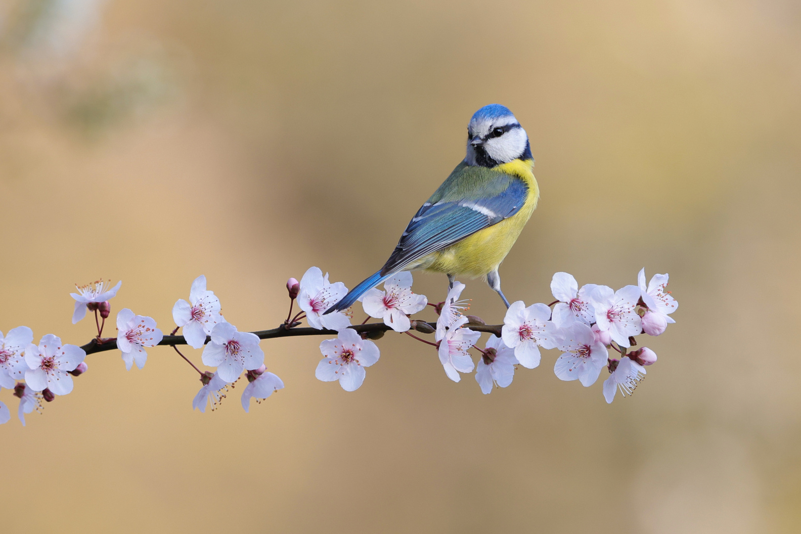 Blaumeise auf rosa Blüten