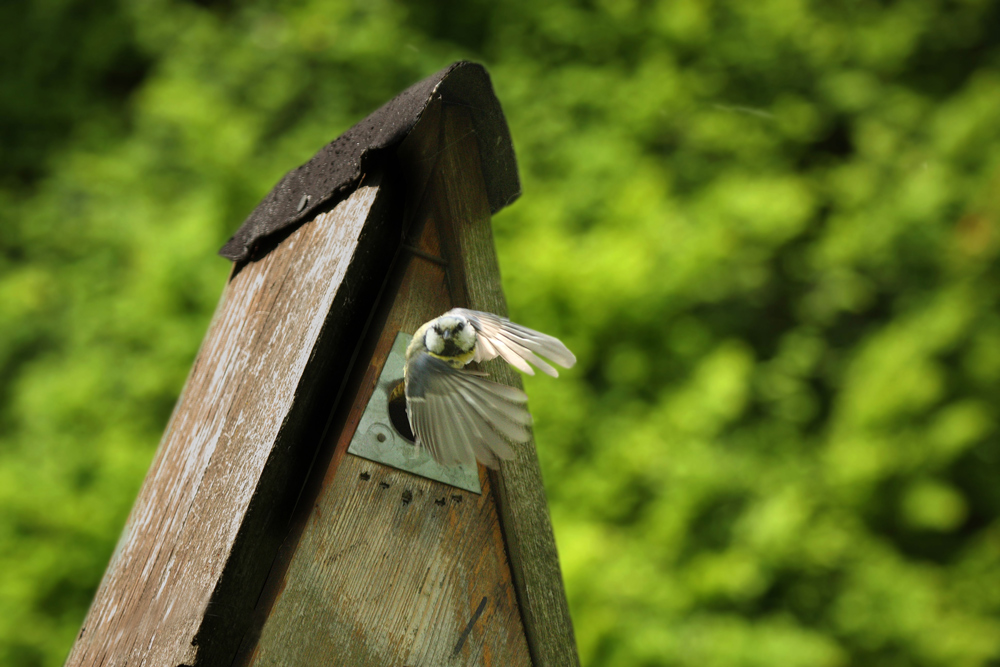 Blaumeise auf Versorgungsflug