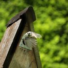 Blaumeise auf Versorgungsflug