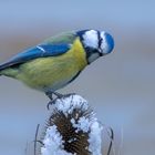 Blaumeise auf wilder Karde