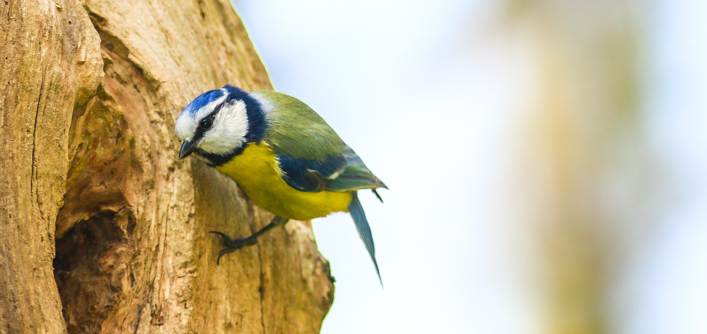 Blaumeise auf Wohnungssuche