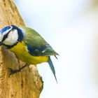 Blaumeise auf Wohnungssuche