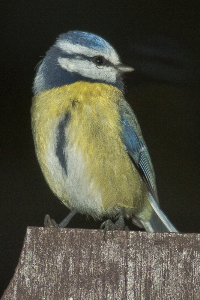 Blaumeise auf Zaun