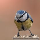 Blaumeise auf Zaunpfosten...