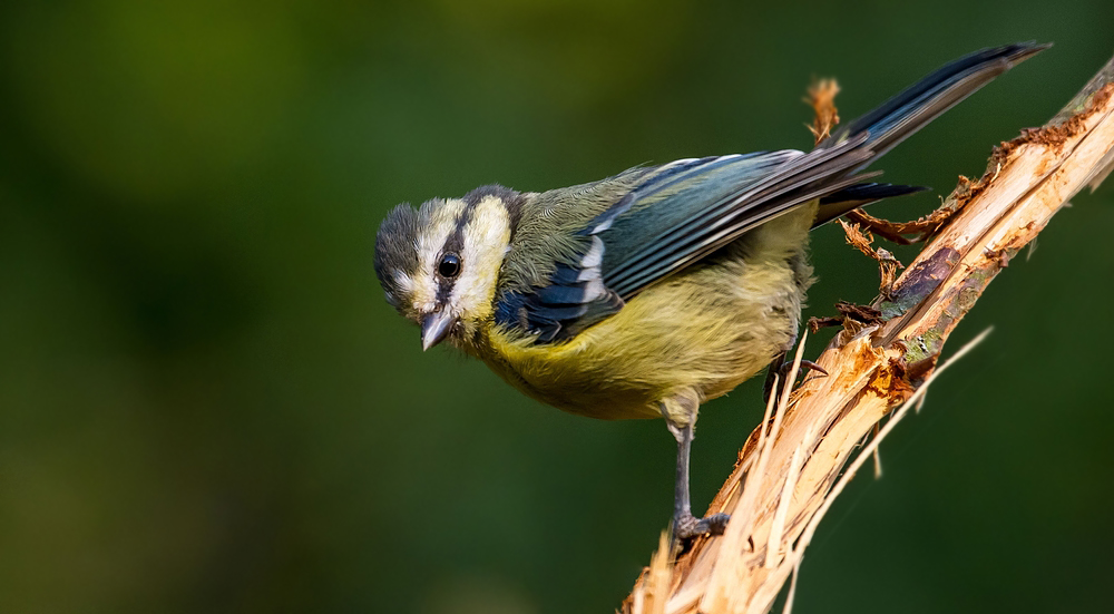 Blaumeise auf Zweig