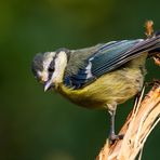 Blaumeise auf Zweig