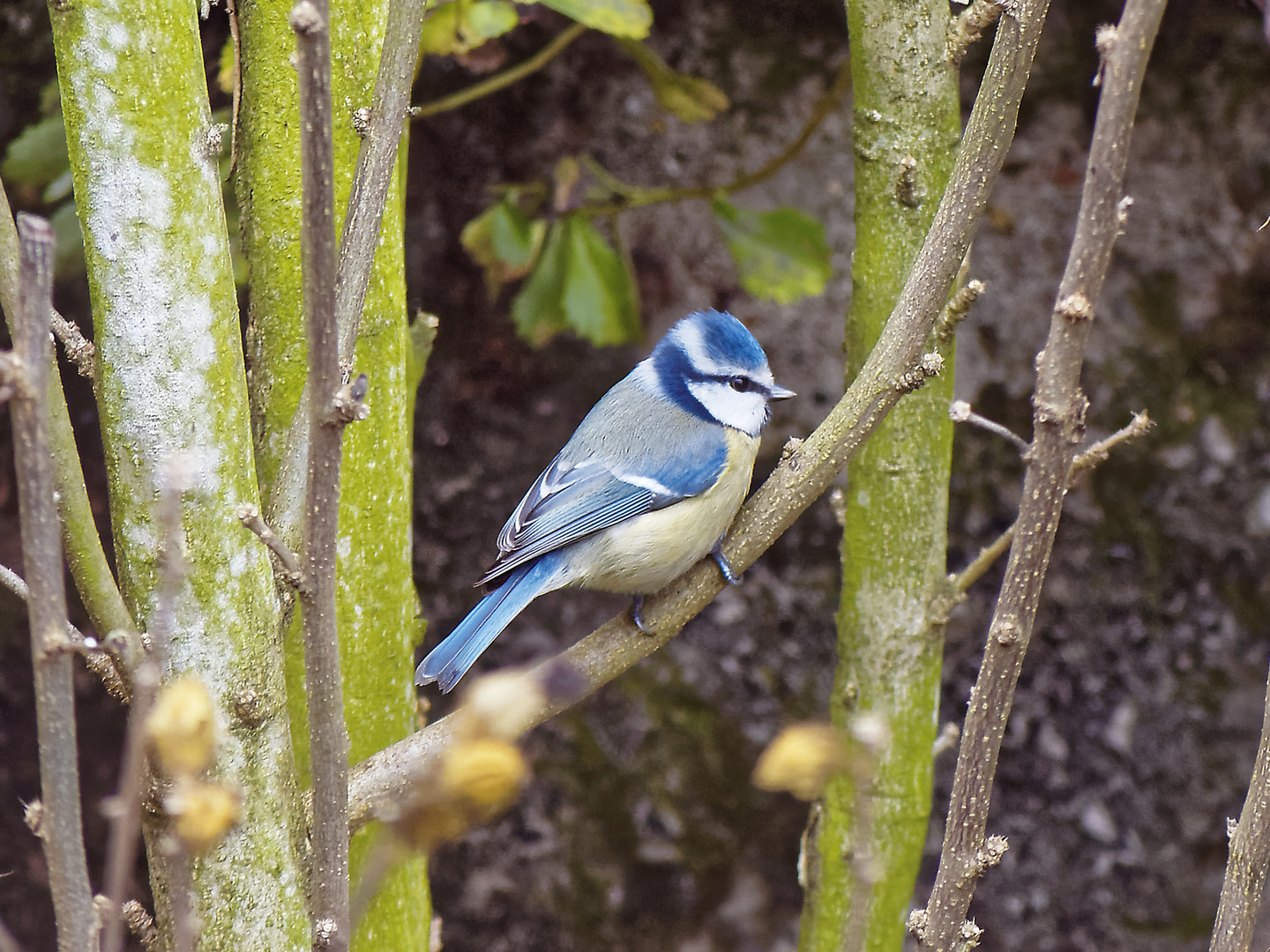 Blaumeise