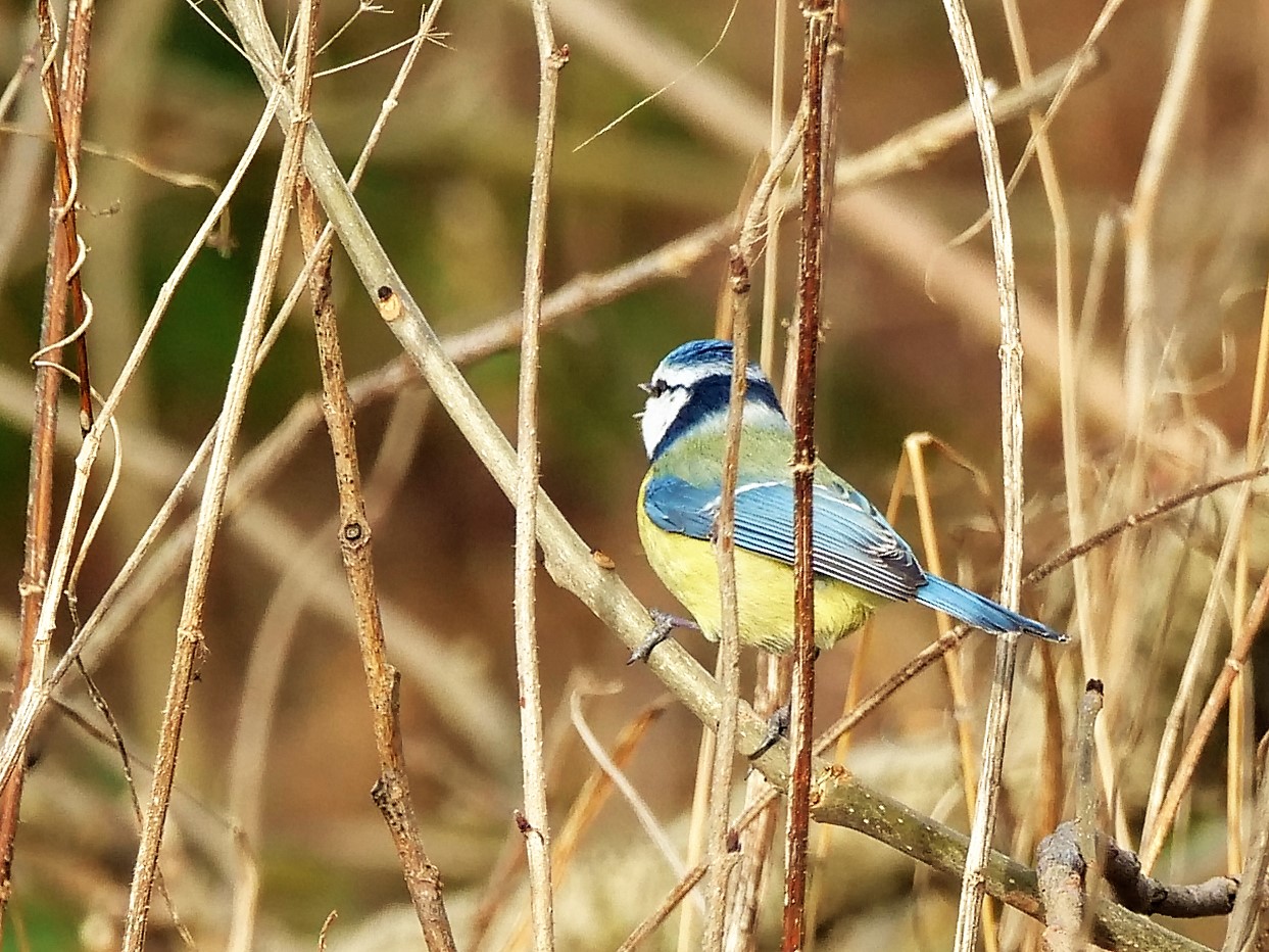 Blaumeise