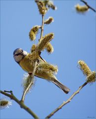 Blaumeise