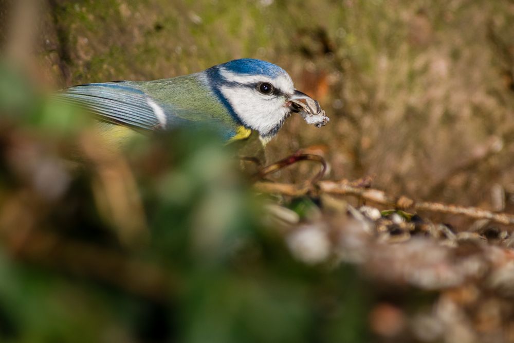 Blaumeise