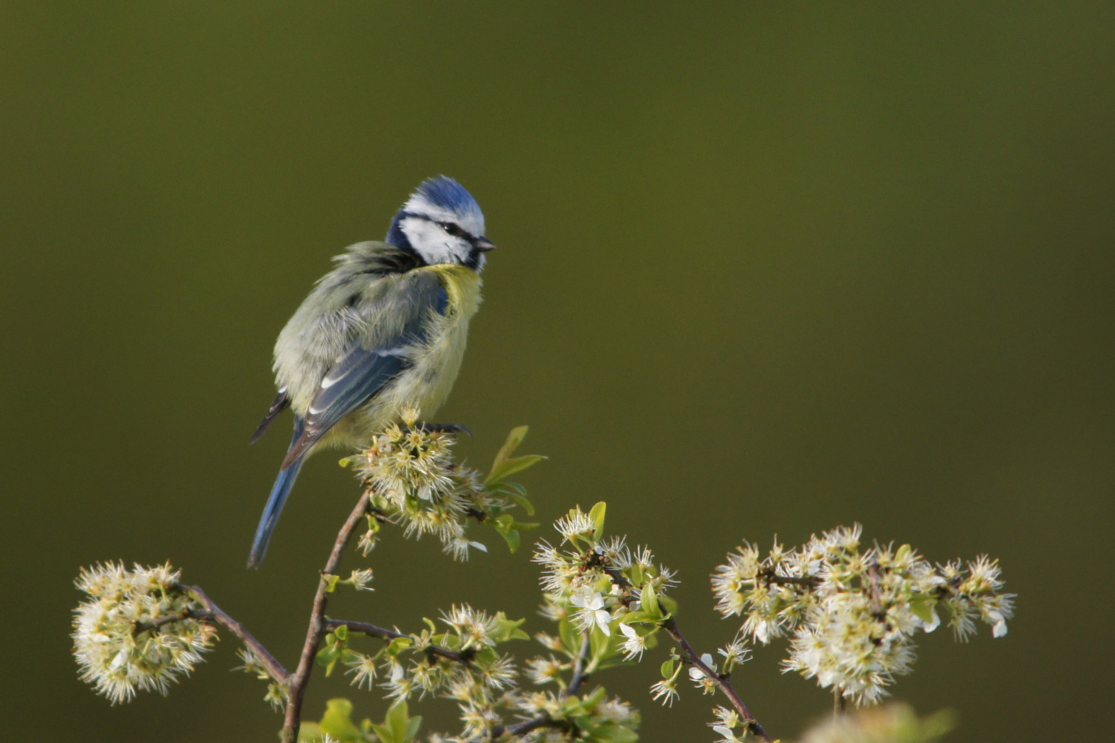 Blaumeise