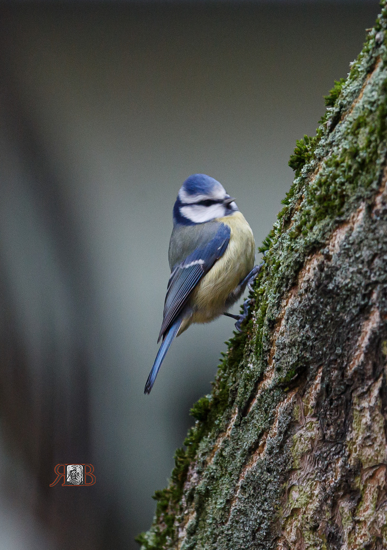 Blaumeise