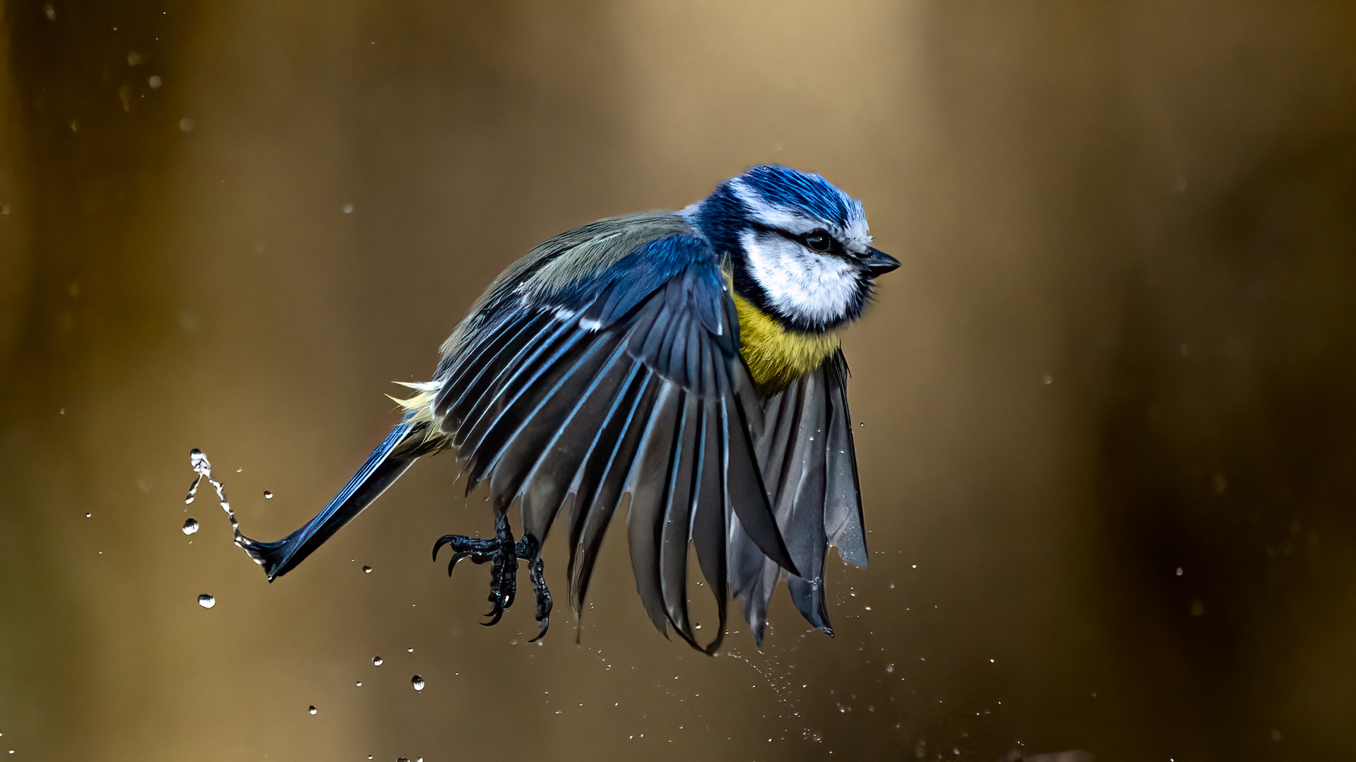 Blaumeise - Badetag