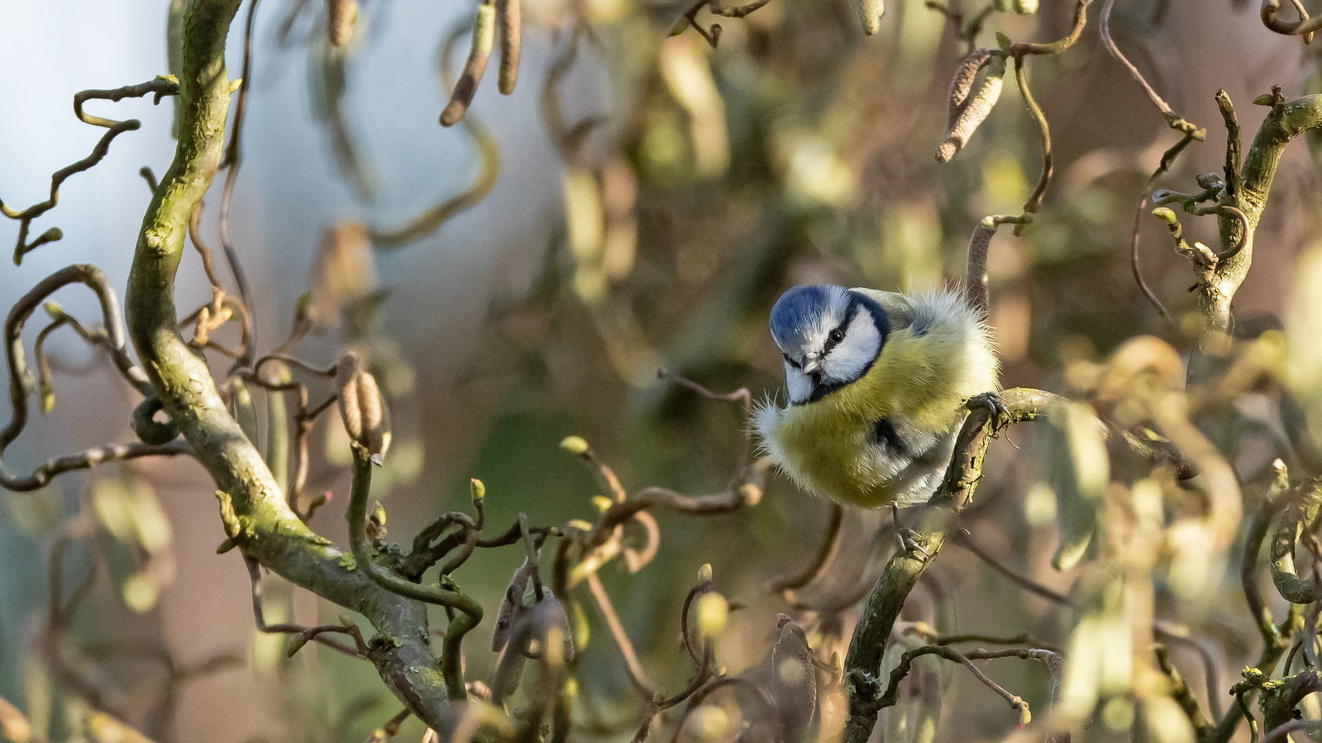 Blaumeise