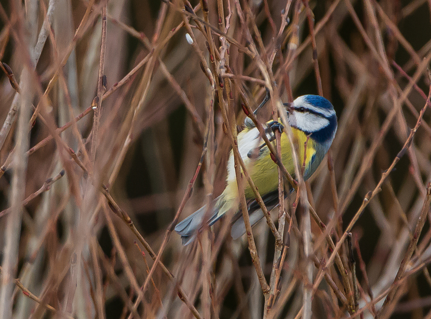 Blaumeise