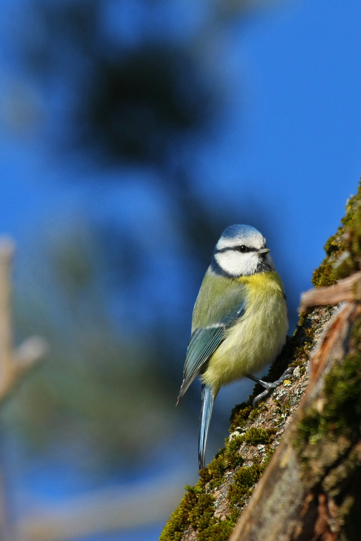 Blaumeise