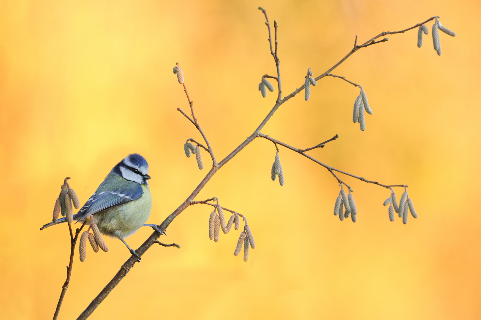 Blaumeise