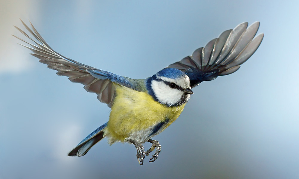 Blaumeise Foto & Bild tiere, wildlife, wild lebende vögel Bilder auf