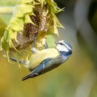 Blaumeise bei der Ernte