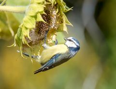 Blaumeise bei der Ernte