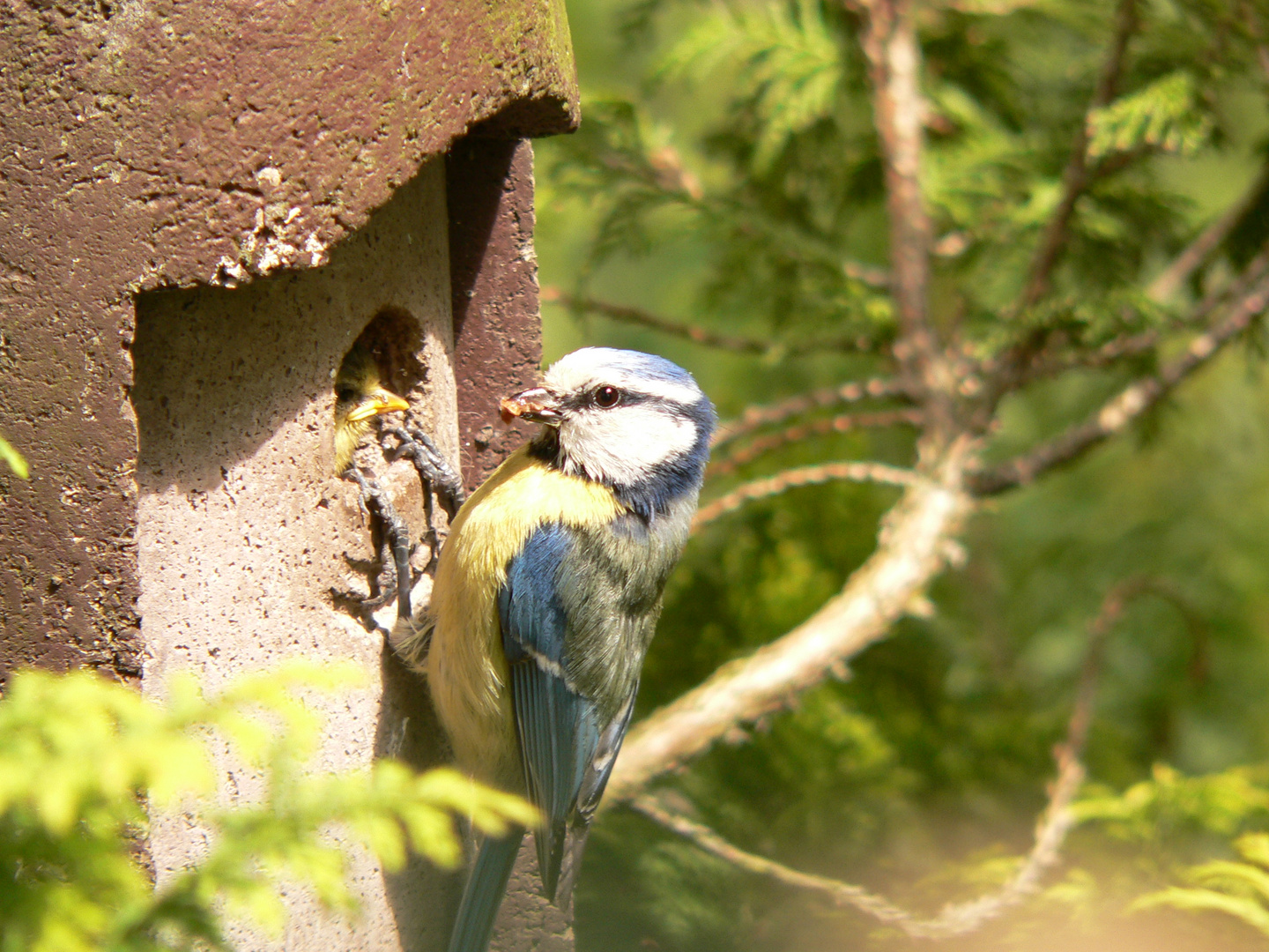 Blaumeise bei der Fütterung