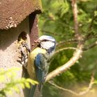 Blaumeise bei der Fütterung