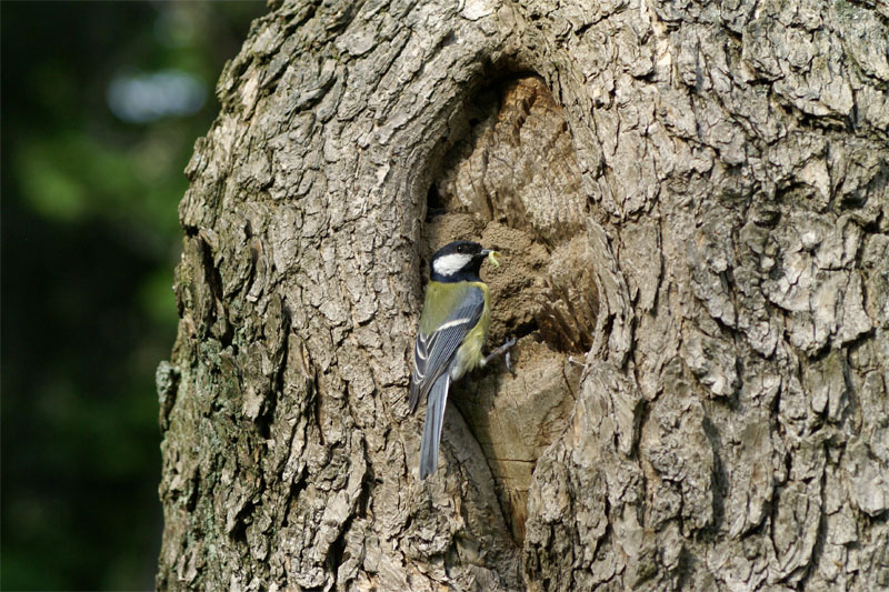 Blaumeise bei der Fütterung