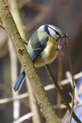 Blaumeise bei der Futtersuche