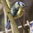 Blaumeise bei der Futtersuche