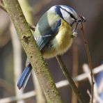 Blaumeise bei der Futtersuche